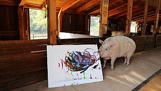 Pigcasso, la truie qui peint en Afrique du Sud [No Comment]
