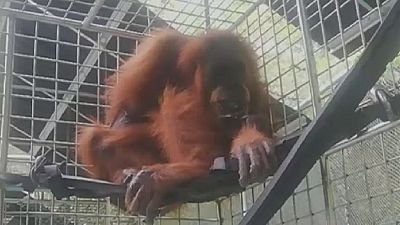 Wounded Orangutan rescued in Indonesia