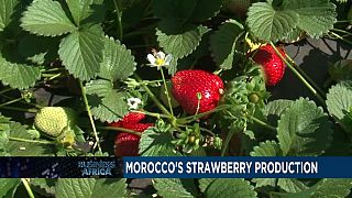 Production record de fraise au Maroc [Business Africa]