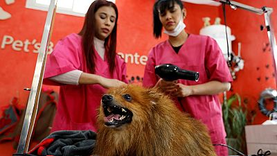 Tunisie : des animaux aux petits soins dans un salon de coiffure spécialisé