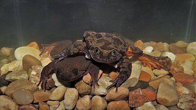 Bolivie : "Roméo", une grenouille solitaire qui rencontre sa "Juliette"