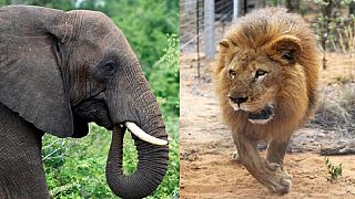 South Africa rhino poacher killed by elephants, eaten by lions