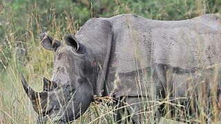 Afrique du Sud : 167 cornes de rhinocéros saisies
