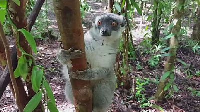 Video: Poaching, deforestation wiping out Madagascar's forests