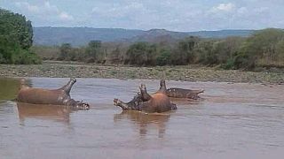 Over 20 hippos killed in Ethiopian park: Anthrax, toxic algae suspected