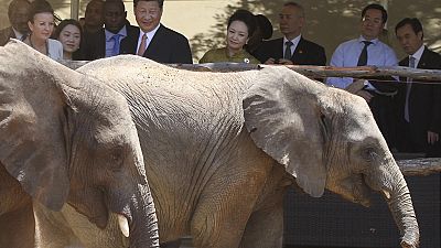 Zimbabwe rakes in $2.7m selling baby elephants in China