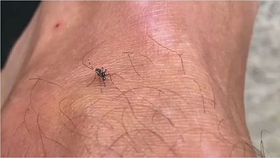 Video: Reunion Island battles to stop dengue fever outbreak