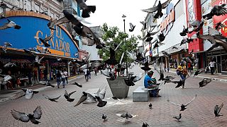 Pigeons face deadly odds in the Phillipines