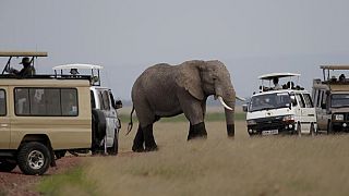 Elephants divide opinions among Botswana's farmers, conservationists