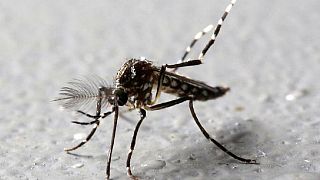 Congo Pointe Noire moves to combat mosquito borne chikungunya fever