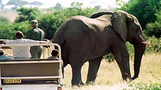 Botswana : réactions passionnées après le rétablissement de la chasse aux éléphants