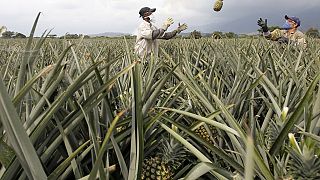 Au Cameroun, des producteurs d'ananas aux abois