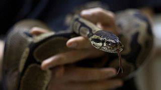 Nigerian clerk charged over $100,000 state funds 'eaten' by snake