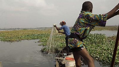 Les jacinthes d'eau envahissent Lagos, mégapole d'Afrique de l'Ouest