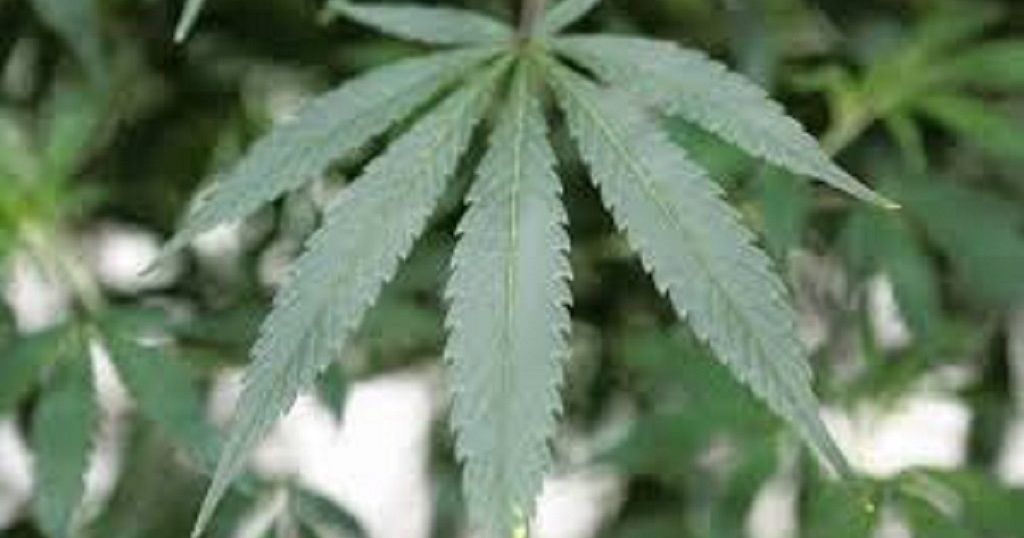 Scientist S Quest To Grow Lost Ganja Smoked By Bob Marley Africanews