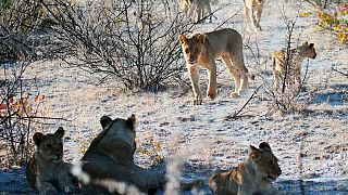 14 escapee lions in South Africa return to their habitat