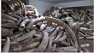 Israël s'oppose au commerce d'ivoire de mammouth