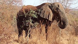 Le Zimbabwe veut vendre son stock d'ivoire pour payer ses réserves d'éléphants