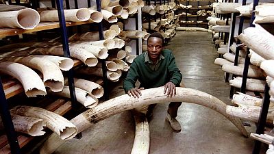 Zimbabwe wants to sell $300m ivory to fund conservation