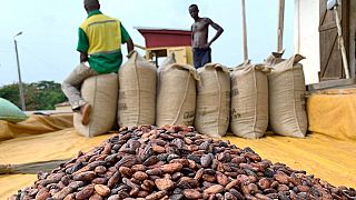 Cacao : Ghana et Côte d'Ivoire suspendent leurs ventes dans l'attente d'un prix minimum
