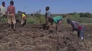 Video: Poverty, culture drive child labour in Malawi