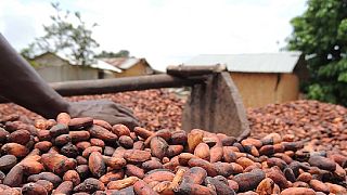 La Côte d'Ivoire et le Ghana suspendent les ventes de leur cacao
