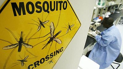 Burkinabe scientists attempt killing mosquitoes with spider venom