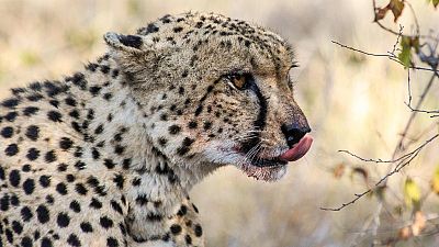 Namibie : animaux sauvages à vendre !