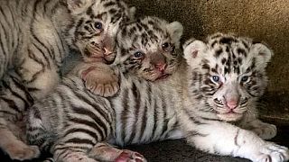 Tunisian officials intercept smuggled white tiger cubs