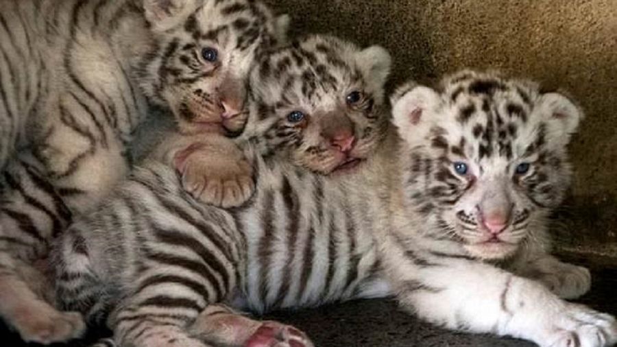 White tiger cubs die at zoo from suspected COVID-19 - CGTN