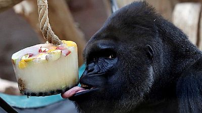 Nigeria probing how gorilla swallowed over $19,000 zoo funds
