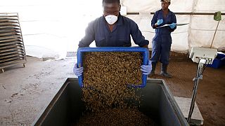 Human feaces producing organic insect feed