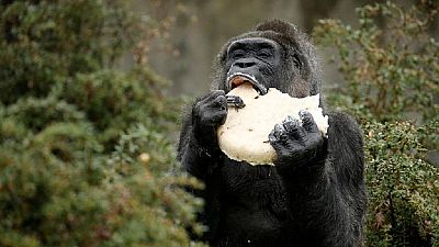 $22,000 zoo funds stolen by robbers not eaten by gorilla - Nigeria governor