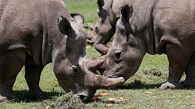 Cinq rhinocéros d'un zoo tchèque réinstallés au Rwanda
