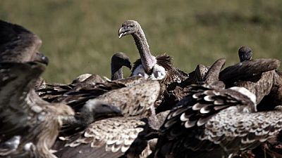 Botswana : plus de 500 vautours massacrés par empoisonnement
