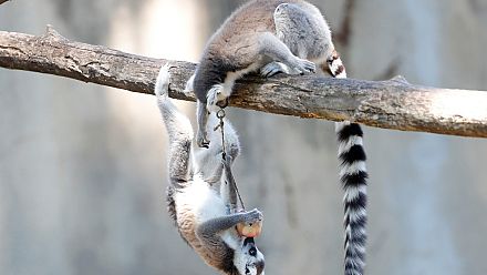 Arrêt sur images du 27 juin 2019