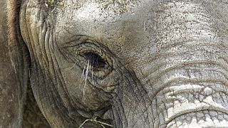 Killing of Namibia desert elephant stirs conservationists