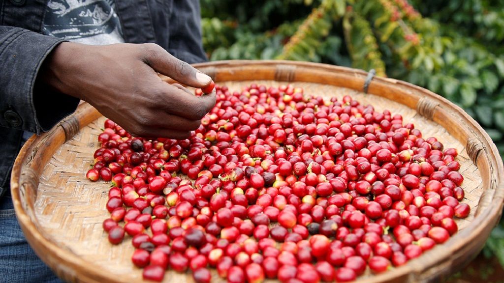Zimbabwe coffee back on top Africanews