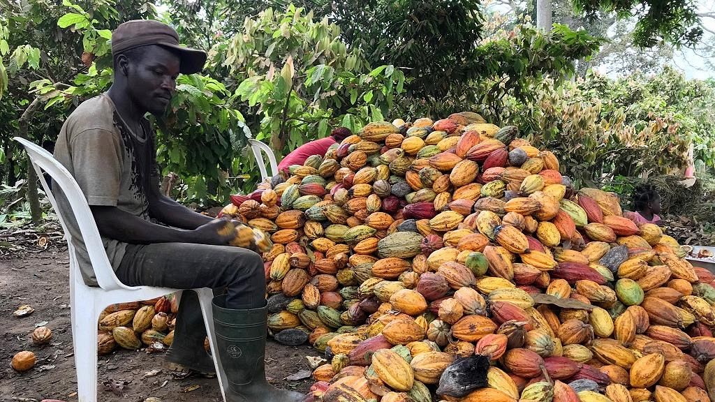 Cacao  nécessité des réformes en Côte d'Ivoire, 1er producteur mondial