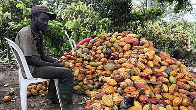Cacao : nécessité des réformes en Côte d'Ivoire, 1er producteur mondial (rapport)