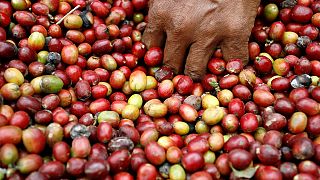 Rwandans picking up on the coffee culture