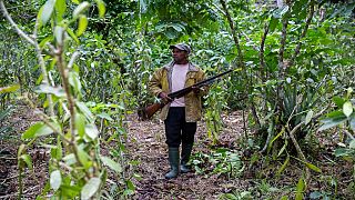 Madagascar : l'action des brigands affecte la qualité de la vanille