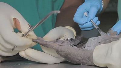 Cameroonian doctor saves endangered Grey parrots
