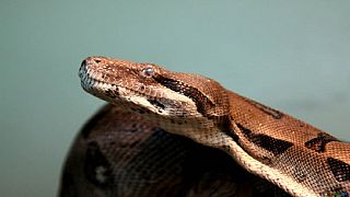Snake disrupts parliamentary session in Nigeria