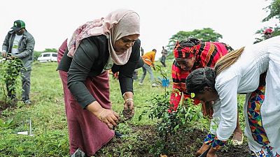 Éthiopie : plus de 350 millions arbres plantés en une journée