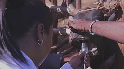 Madagascar : des puces électroniques pour le bétail
