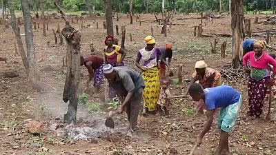 Guinea battling a drought caused by deforestation