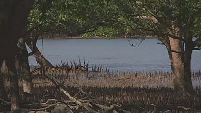 Sea levels threaten Australian mangroves