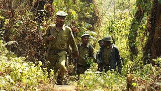 Rebels kill ranger at Kahuzi-Biega Park in the DRC