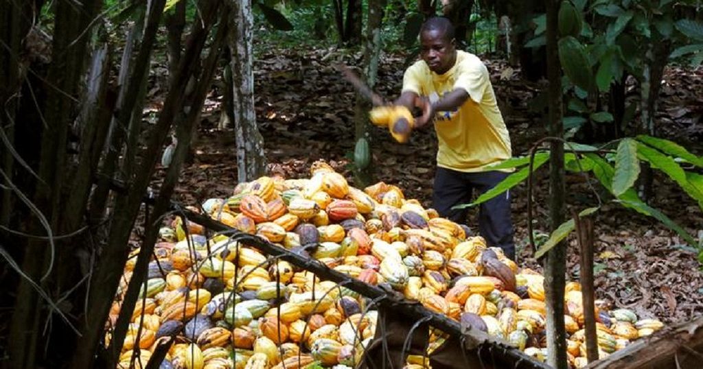 Ghana to raise cocoa farmgate prices by 5.2 Africanews